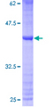 MRPS33 Protein - 12.5% SDS-PAGE of human MRPS33 stained with Coomassie Blue