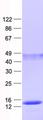 MRPS33 Protein