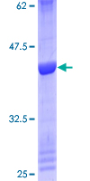 MRPS36 Protein - 12.5% SDS-PAGE of human MRPS36 stained with Coomassie Blue