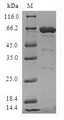 MRPS6 / MRP S6 Protein - (Tris-Glycine gel) Discontinuous SDS-PAGE (reduced) with 5% enrichment gel and 15% separation gel.