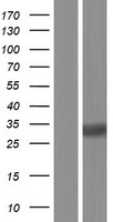 MRTO4 Protein - Western validation with an anti-DDK antibody * L: Control HEK293 lysate R: Over-expression lysate
