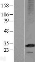 MS4A12 Protein - Western validation with an anti-DDK antibody * L: Control HEK293 lysate R: Over-expression lysate