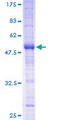 MS4A12 Protein - 12.5% SDS-PAGE of human MS4A12 stained with Coomassie Blue