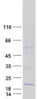 MS4A15 Protein - Purified recombinant protein MS4A15 was analyzed by SDS-PAGE gel and Coomassie Blue Staining