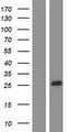 MS4A4A Protein - Western validation with an anti-DDK antibody * L: Control HEK293 lysate R: Over-expression lysate