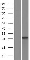 MS4A7 Protein - Western validation with an anti-DDK antibody * L: Control HEK293 lysate R: Over-expression lysate