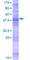 MS4A8 / MS4A8B Protein - 12.5% SDS-PAGE of human MS4A8B stained with Coomassie Blue