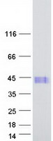MSANTD1 / C4orf44 Protein - Purified recombinant protein MSANTD1 was analyzed by SDS-PAGE gel and Coomassie Blue Staining