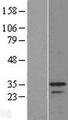 MSANTD3 Protein - Western validation with an anti-DDK antibody * L: Control HEK293 lysate R: Over-expression lysate