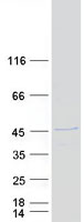 MSANTD3 Protein - Purified recombinant protein MSANTD3 was analyzed by SDS-PAGE gel and Coomassie Blue Staining