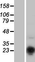 MSC / Musculin Protein - Western validation with an anti-DDK antibody * L: Control HEK293 lysate R: Over-expression lysate