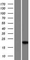 MSGN1 Protein - Western validation with an anti-DDK antibody * L: Control HEK293 lysate R: Over-expression lysate