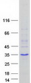 MSGN1 Protein - Purified recombinant protein MSGN1 was analyzed by SDS-PAGE gel and Coomassie Blue Staining