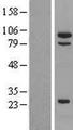 MSH5 Protein - Western validation with an anti-DDK antibody * L: Control HEK293 lysate R: Over-expression lysate