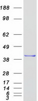 MSI1 / Musashi 1 Protein - Purified recombinant protein MSI1 was analyzed by SDS-PAGE gel and Coomassie Blue Staining