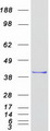 MSI1 / Musashi 1 Protein - Purified recombinant protein MSI1 was analyzed by SDS-PAGE gel and Coomassie Blue Staining