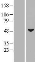 MSL3L1 / MSL3 Protein - Western validation with an anti-DDK antibody * L: Control HEK293 lysate R: Over-expression lysate