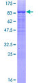 MSL3L1 / MSL3 Protein - 12.5% SDS-PAGE of human MSL3L1 stained with Coomassie Blue