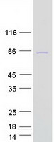 MSL3L1 / MSL3 Protein - Purified recombinant protein MSL3 was analyzed by SDS-PAGE gel and Coomassie Blue Staining