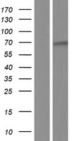 MSLN / Mesothelin Protein - Western validation with an anti-DDK antibody * L: Control HEK293 lysate R: Over-expression lysate