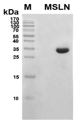 MSLN / Mesothelin Protein