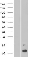 MSMP Protein - Western validation with an anti-DDK antibody * L: Control HEK293 lysate R: Over-expression lysate