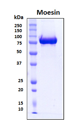 MSN / Moesin Protein - SDS-PAGE under reducing conditions and visualized by Coomassie blue staining