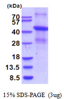 MSR1 / CD204 Protein
