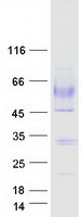 MSR1 / CD204 Protein - Purified recombinant protein MSR1 was analyzed by SDS-PAGE gel and Coomassie Blue Staining