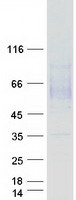 MSR1 / CD204 Protein - Purified recombinant protein MSR1 was analyzed by SDS-PAGE gel and Coomassie Blue Staining