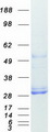 MSRA Protein - Purified recombinant protein MSRA was analyzed by SDS-PAGE gel and Coomassie Blue Staining