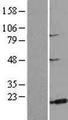 MSRB3 Protein - Western validation with an anti-DDK antibody * L: Control HEK293 lysate R: Over-expression lysate