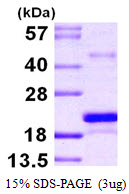 MSRB3 Protein