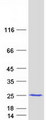 MSRB3 Protein - Purified recombinant protein MSRB3 was analyzed by SDS-PAGE gel and Coomassie Blue Staining