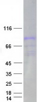 MST1 Protein - Purified recombinant protein MST1 was analyzed by SDS-PAGE gel and Coomassie Blue Staining