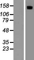 MST1R / RON Protein - Western validation with an anti-DDK antibody * L: Control HEK293 lysate R: Over-expression lysate