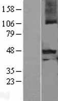 MSTN / GDF8 / Myostatin Protein - Western validation with an anti-DDK antibody * L: Control HEK293 lysate R: Over-expression lysate