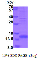 MSTN / GDF8 / Myostatin Protein