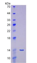 MSTN / GDF8 / Myostatin Protein - Active Myostatin (MSTN) by SDS-PAGE