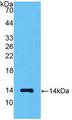 MSTN / GDF8 / Myostatin Protein - Active Myostatin (MSTN) by WB