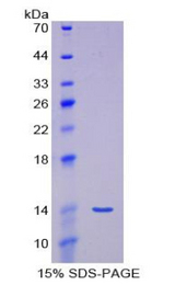 MSTN / GDF8 / Myostatin Protein - Recombinant Myostatin By SDS-PAGE