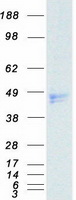 MSTN / GDF8 / Myostatin Protein - Purified recombinant protein MSTN was analyzed by SDS-PAGE gel and Coomassie Blue Staining