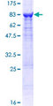 MSTO1 / MST Protein - 12.5% SDS-PAGE of human MSTO1 stained with Coomassie Blue