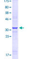 MSX1 Protein - 12.5% SDS-PAGE Stained with Coomassie Blue.