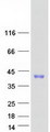 MSX2 / MSH Protein - Purified recombinant protein MSX2 was analyzed by SDS-PAGE gel and Coomassie Blue Staining
