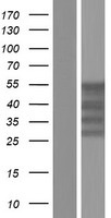 MSY2 / YBX2 Protein - Western validation with an anti-DDK antibody * L: Control HEK293 lysate R: Over-expression lysate