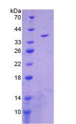 MT-ND1 Protein - Recombinant NADH Dehydrogenase 1 By SDS-PAGE