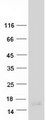 MT2A / Metallothionein 2A Protein - Purified recombinant protein MT2A was analyzed by SDS-PAGE gel and Coomassie Blue Staining