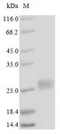MT4 Protein - (Tris-Glycine gel) Discontinuous SDS-PAGE (reduced) with 5% enrichment gel and 15% separation gel.