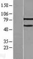 MTA3 Protein - Western validation with an anti-DDK antibody * L: Control HEK293 lysate R: Over-expression lysate